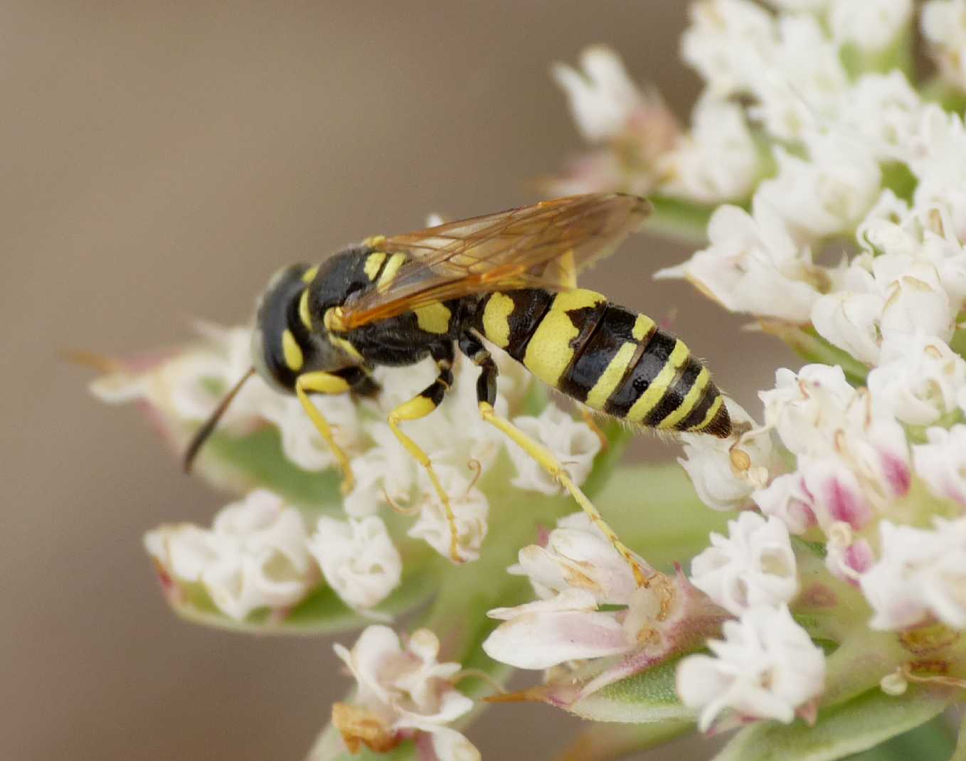 Philanthus venustus?